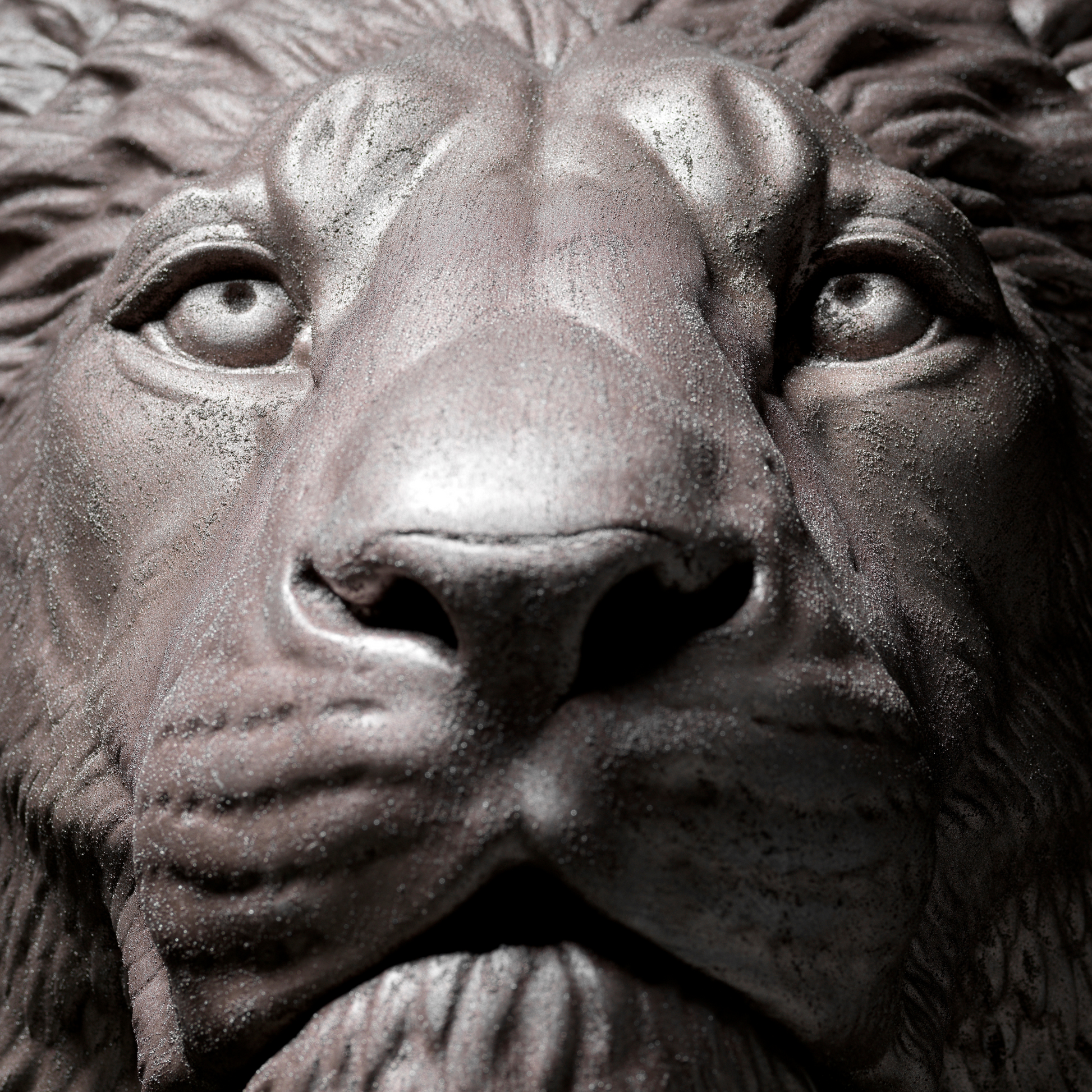 Bronze Lion - Wall Art