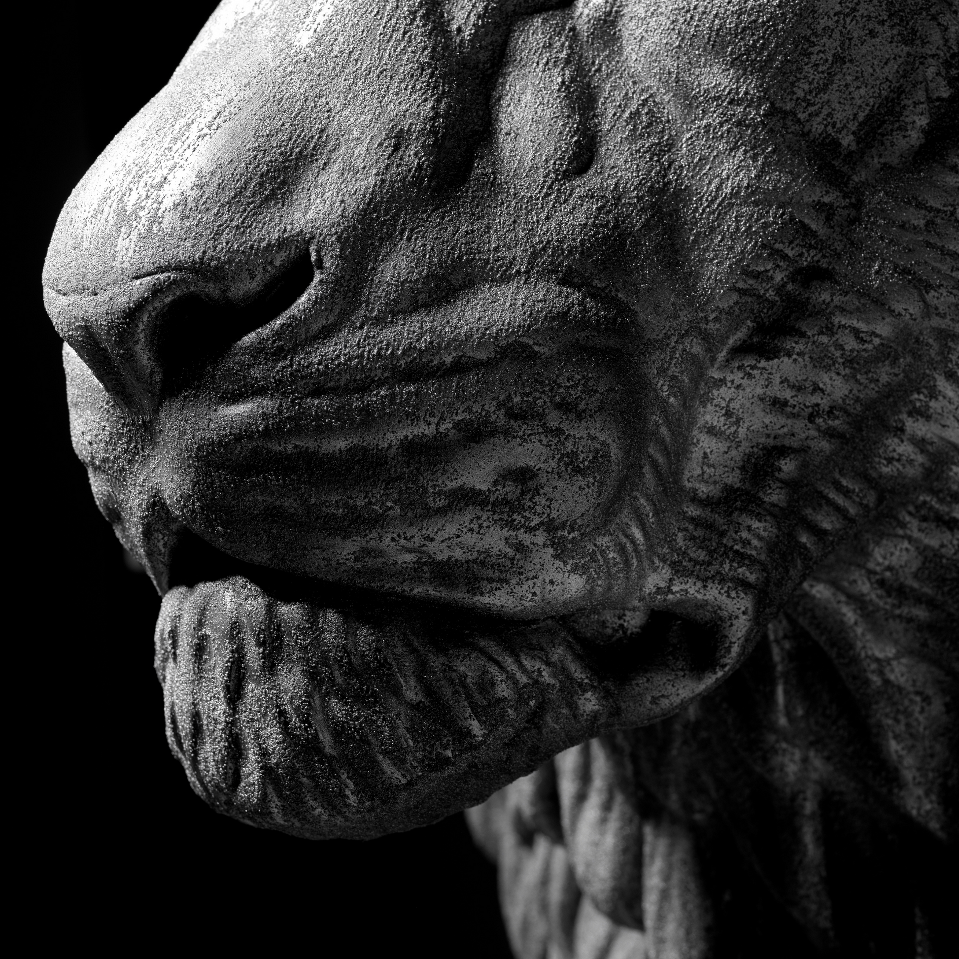 Silver Lion - Wall Art