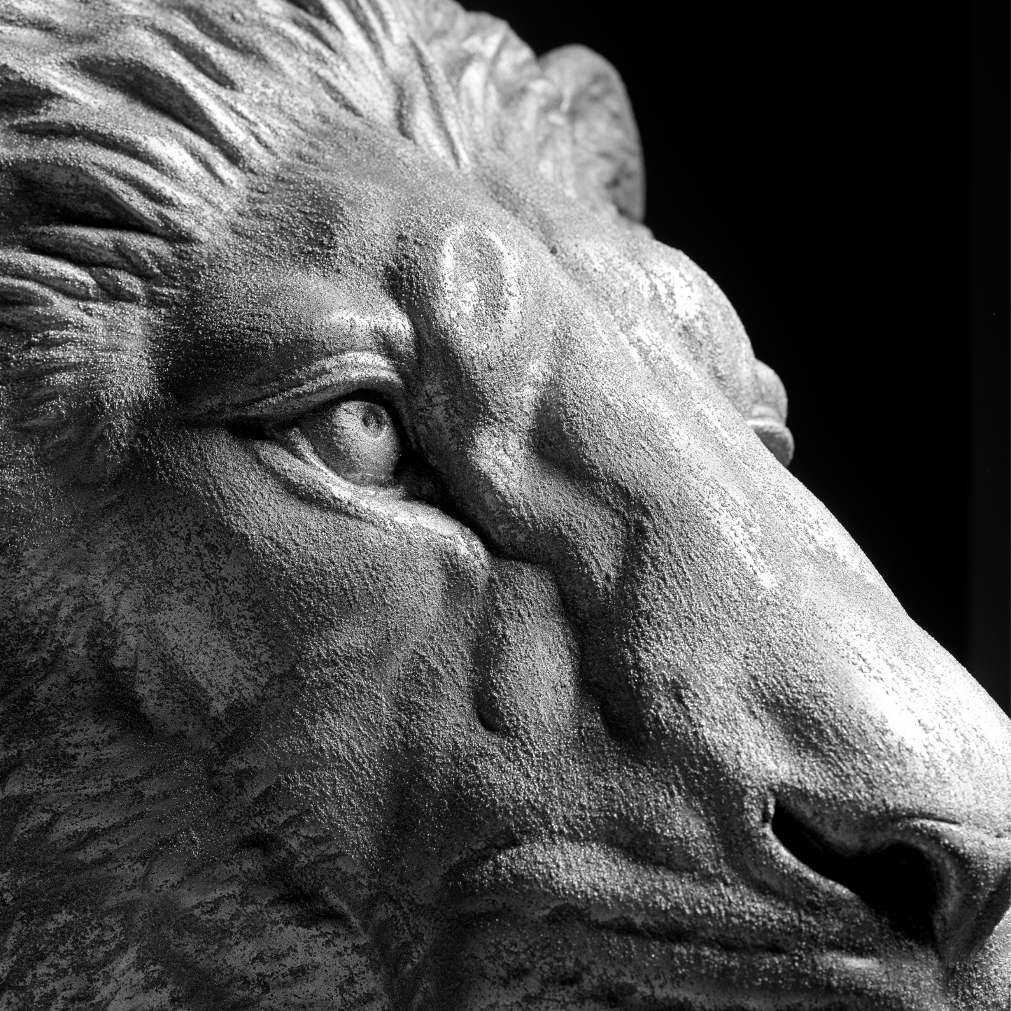 Silver Lion - Wall Art