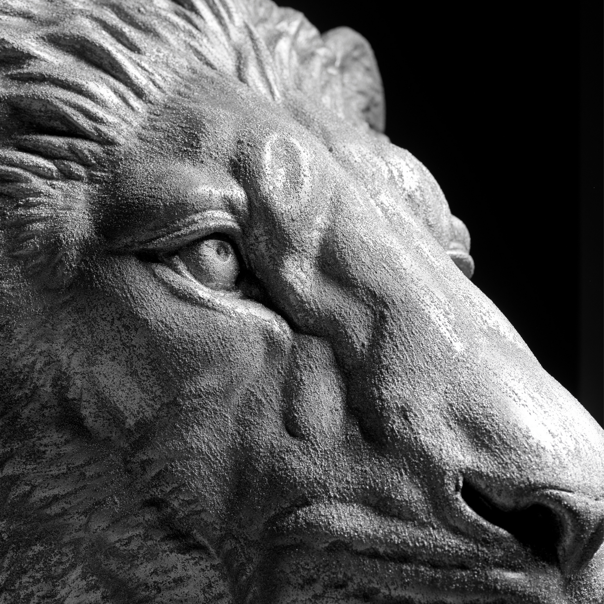 Silver Lion - Wall Art