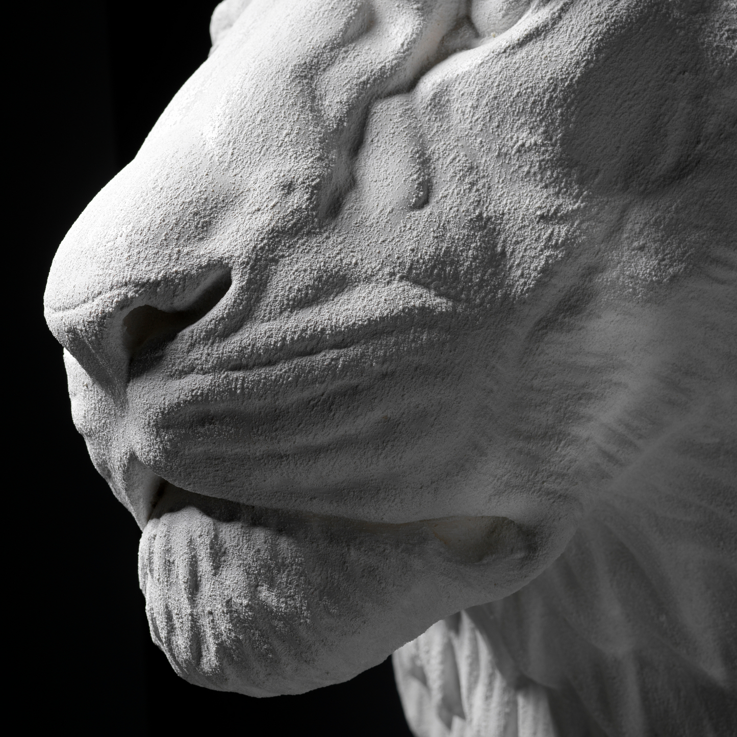 White Lion Wall Art