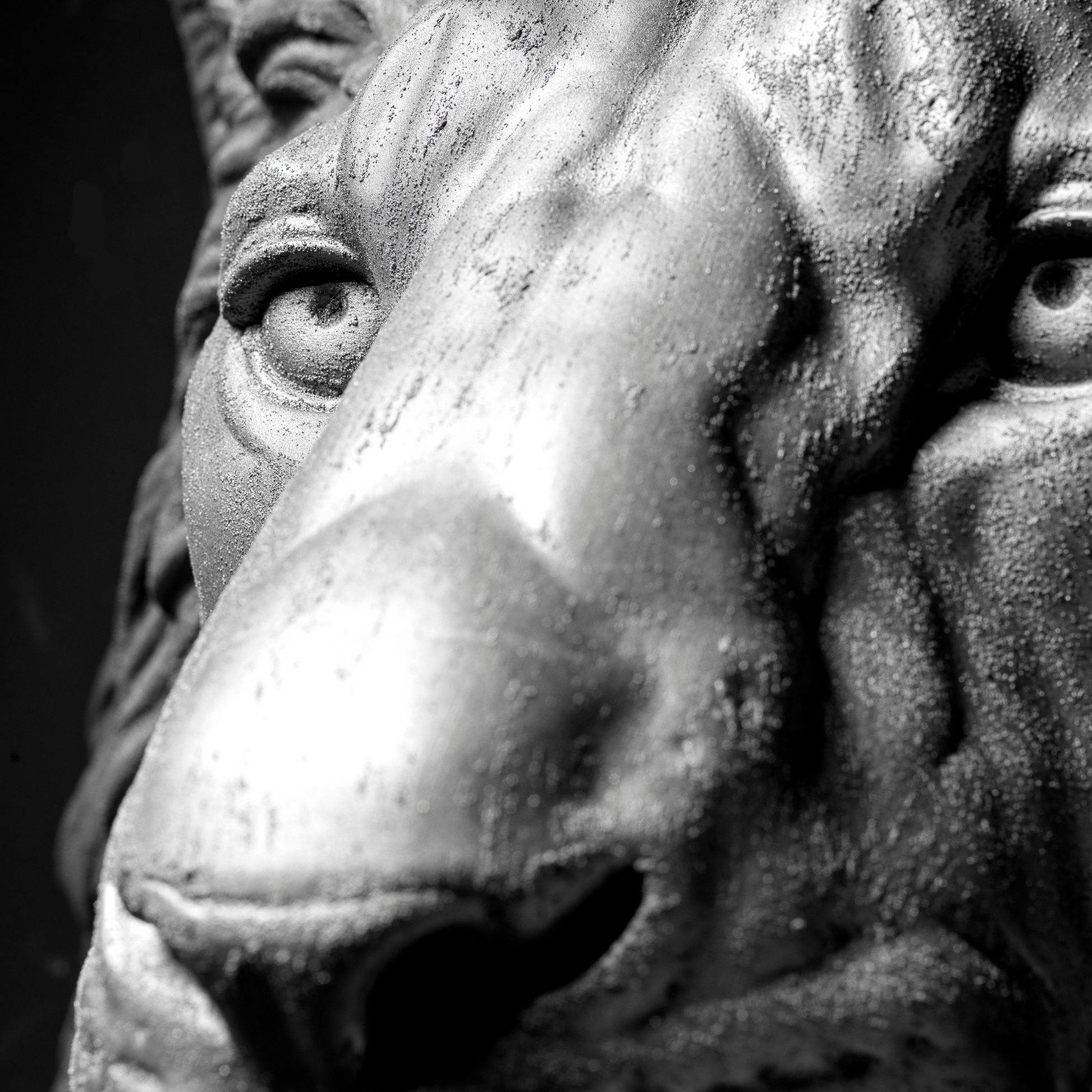 Silver Lion - Wall Art