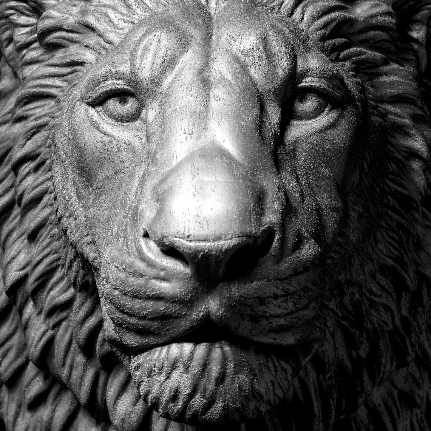Silver Lion - Wall Art