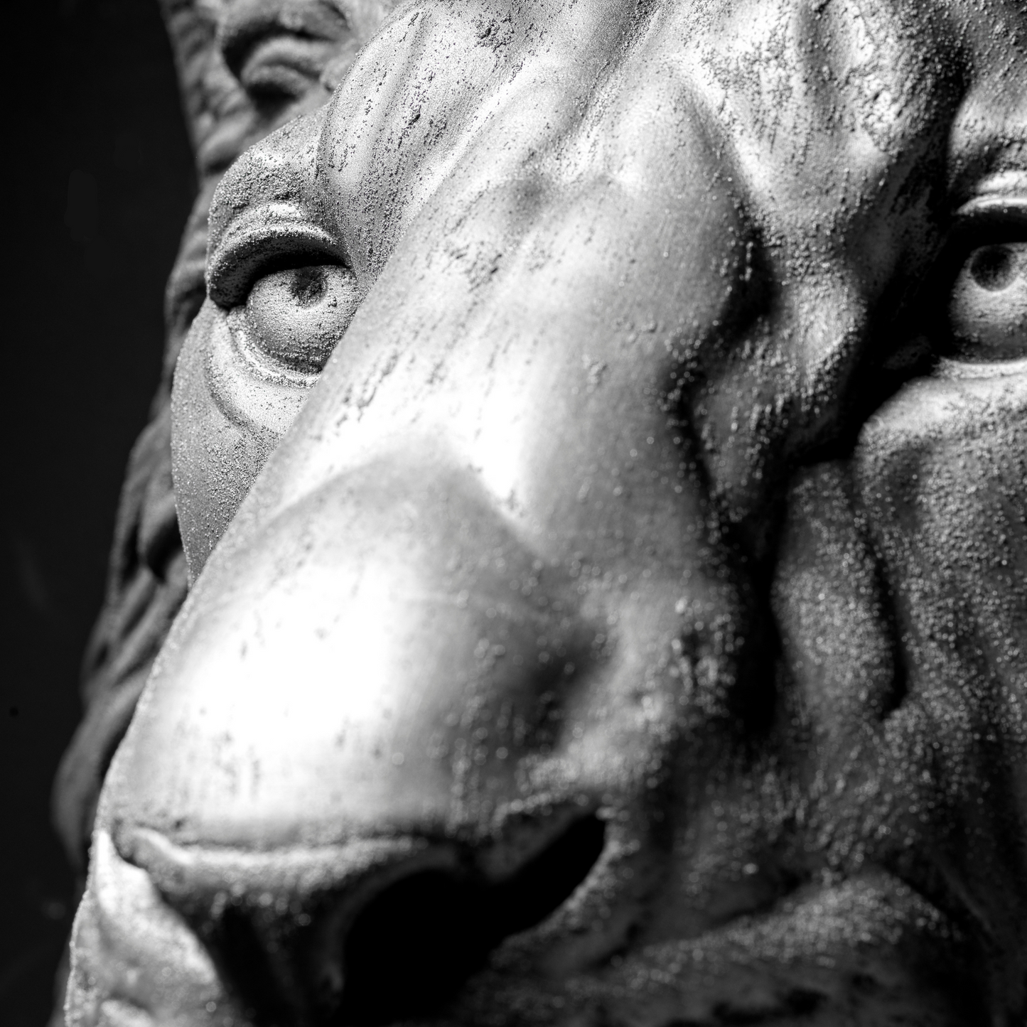 Extra Large 3D Wall Art Lion Sculpture (Silver Venetian Plaster)